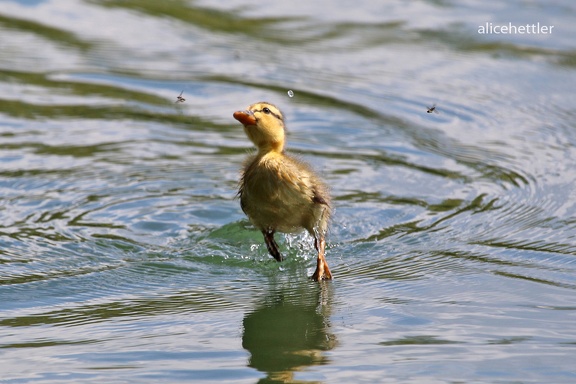 Stockente (Anas platyrhynchos)